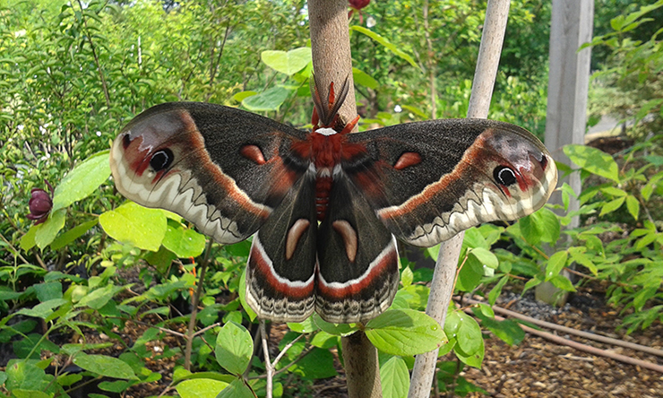 Cecropia Moth